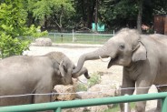 Słonie w chorzowskim ZOO