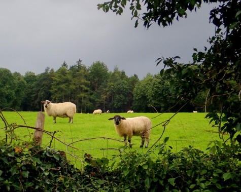 Pastwisko z zieloną trawą. Z boku zdjęcia widać gałezie drzew. Na pastwisku dwie białe owce
