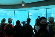 Atrakcja ZOO akwarium z Pingwinami