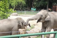 Dwa bawiące się słonie w ZOO