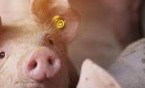 Informacja Głównego Lekarza Weterynarii dla hodowców świń