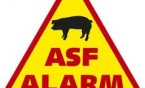ASF - działania zapobiegawcze