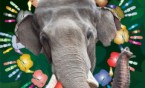 Zaproszenie ZOO na Dzień Ochrony Słonia