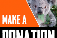 Plakat z koalą - apel o wsparcie działań na rzecz ochrony przyrody