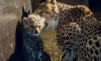 "Nasz" gepard został tatą