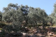 Gaj oliwny z oliwką europejską