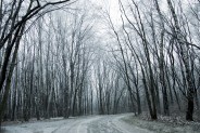 Fotografia rosnących wzdłuż alei zimowych drzew