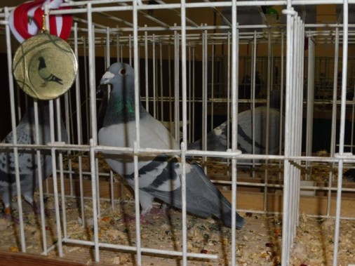 Wystawa gołębi w Siemianowicach Śląskich