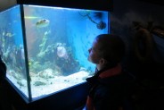 Chłopiec ogląda ryby w akwarium
