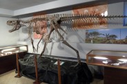 Muzeum paleontologiczne