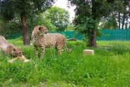 Ignis i Maji- gepardy sponsorowane przez Siemianowice Śląskie