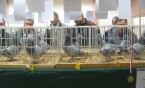 Wystawa siemianowickich gołębi pocztowych